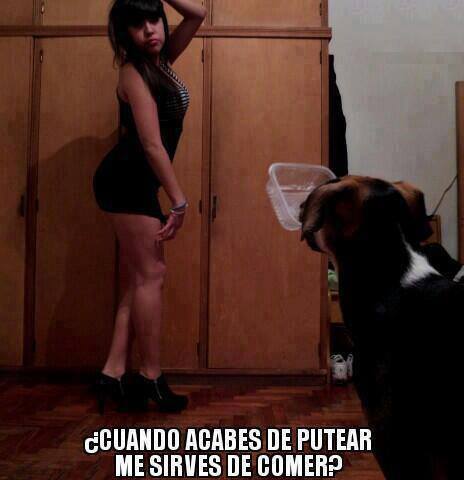 foto, facebook, puteando, sexy, atractiva, perro